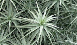Blog - Air Plants NZ