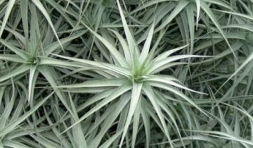 Air Plants: Your Perfect Low Maintenance Indoor Plants
