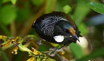 5 Tips On Attracting Birds to Your Garden
