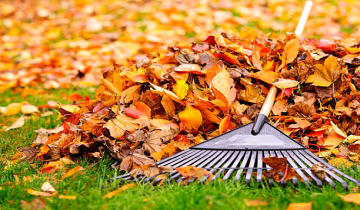 Top 3 Autumn Gardening Projects