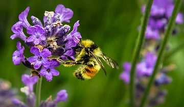 How to Create a Bee-Friendly Garden