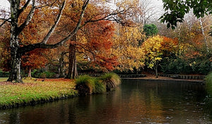 New Zealand’s Favourite Public Gardens to Visit