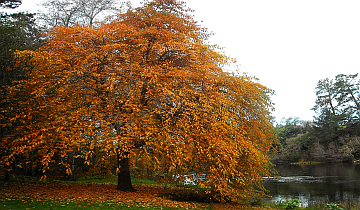 Deciduous Verses Evergreen Trees: Which Should You Pick?