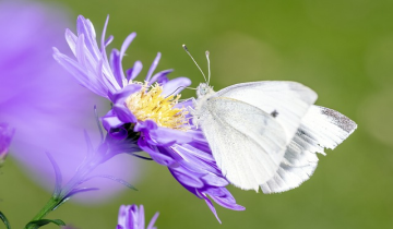 Garden Pests and What You Can Do About Them