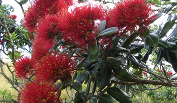 Here’s Why Native Trees Are Gifts That Count