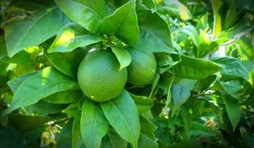 Money Doesn't Grow on Trees! - But Tree Gifts Count