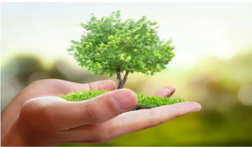 Why Gift a Tree This Christmas?