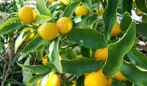 NZ Guide to Growing Citrus