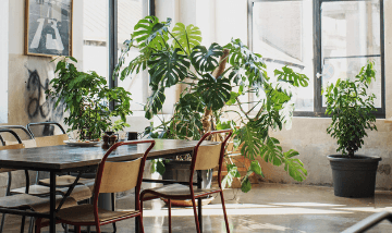 Why Growing Plants Makes You Feel Better