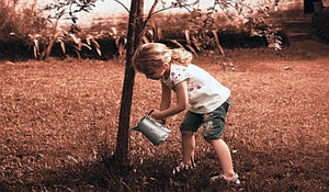 Tips On Planting a Memorial Tree for a Loved One