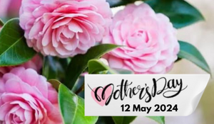 Sweet & Sentimental Plant Gifts for Mother’s Day