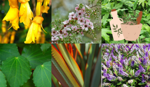 6 Traditional Native Plants Used in Māori Medicine