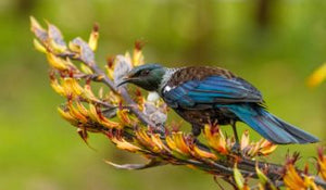 Your Guide to Native Trees for Urban Spaces