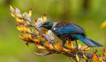 Your Guide to Native Trees for Urban Spaces