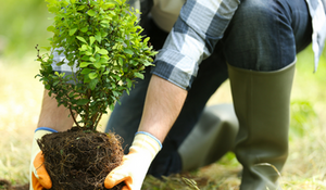 Planting Native Trees NZ