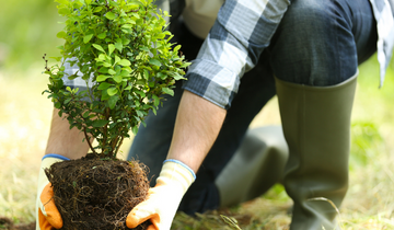 Guidelines to Planting Native Trees in NZ
