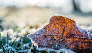Keeping Your Plants Safe from Frost Damage