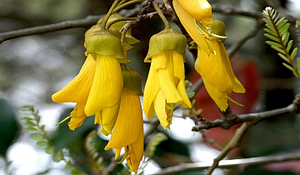 Blog Post - Gifting a Kowhai Tree