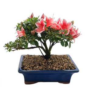 Bonsai Azalea - Tree Gifts NZ