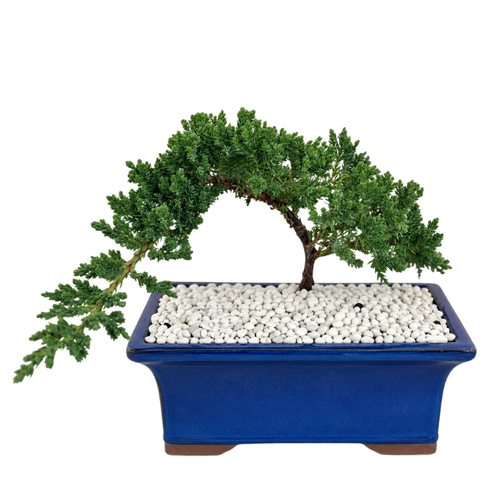 buy bonsai tree nz Bonsai Kowhai NZ