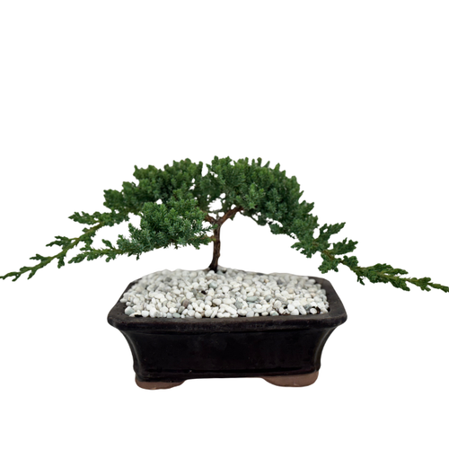 kowhai bonsai tree Bonsai Kowhai NZ