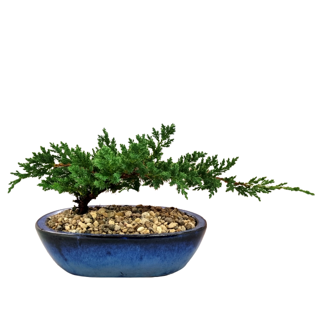 Bonsai Juniper - 3yo - Tree Gifts NZ