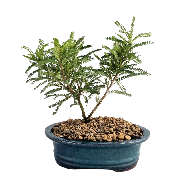 Bonsai Kōwhai  (2yo) - Tree Gifts NZ