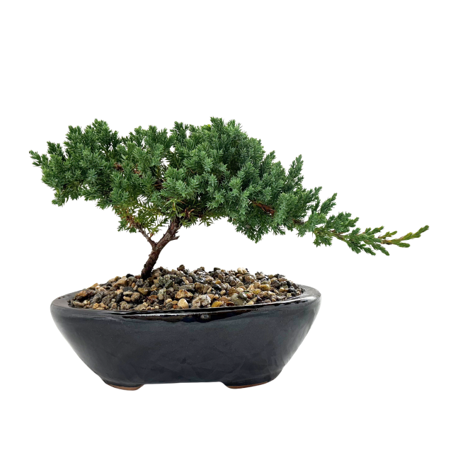 Bonsai Juniper Procumbens