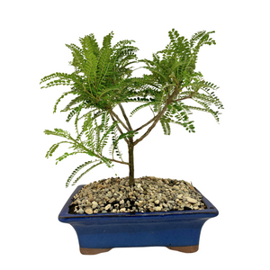 buy bonsai tree nz Bonsai Kowhai NZ