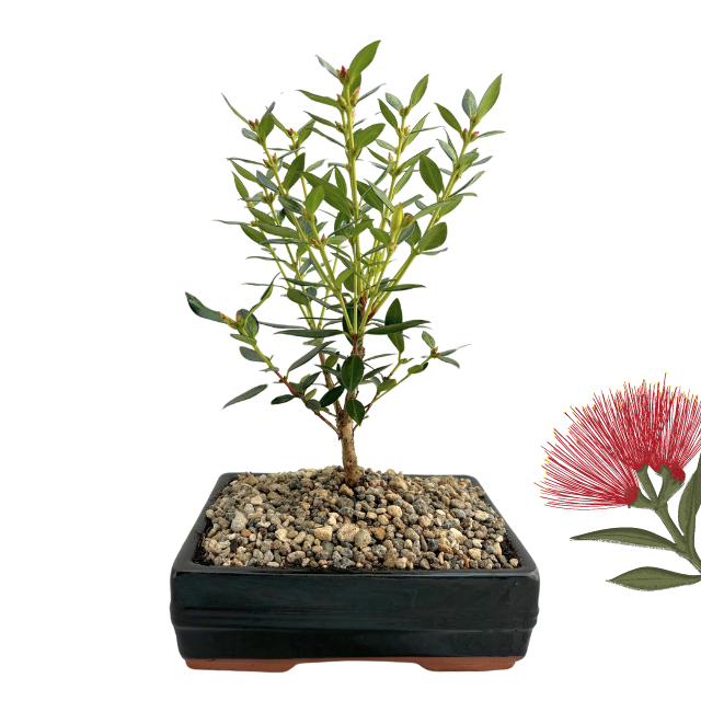 pohutukawa bonsai tree Bonsai Pohutukawa