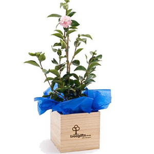 Camellia Tree Gift - Large - Tree Gifts NZ