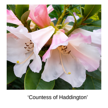Rhododendron Gift - Large