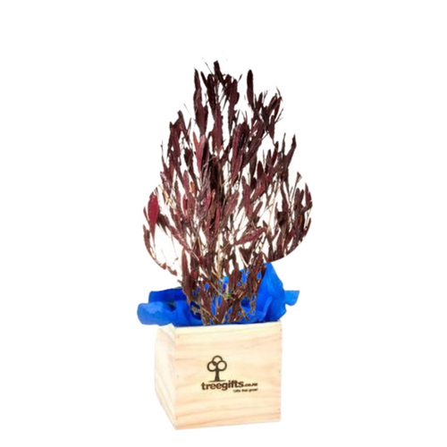Ake Ake Purple  NZ Native Gift Tree delivered in wooden pine gift box approximately 70cm height incl. box