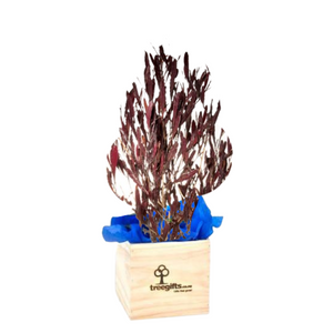 Ake Ake Purple  NZ Native Gift Tree delivered in wooden pine gift box approximately 70cm height incl. box
