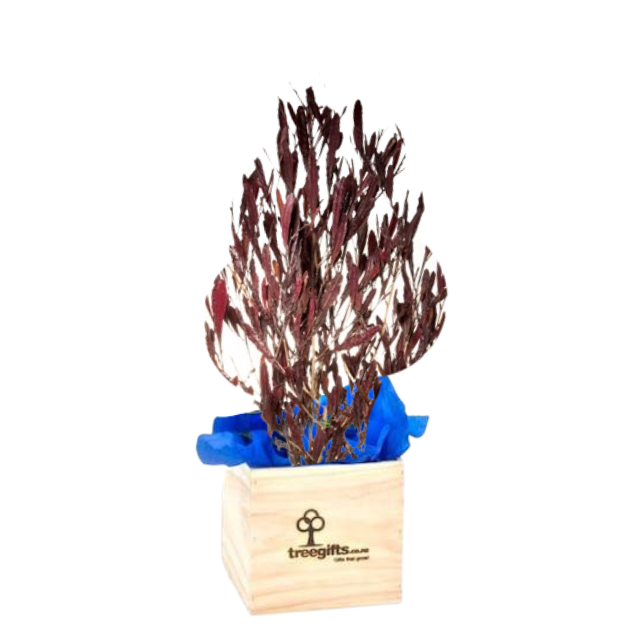 Ake Ake Purple  NZ Native Gift Tree delivered in wooden pine gift box approximately 70cm height incl. box