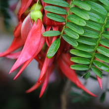 Native Kākābeak  Large