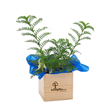 Kakabeak Tree Gift