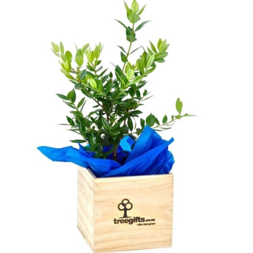 Native Pōhutukawa Tree Gift Large - 2 Left in Stock - Tree Gifts NZ