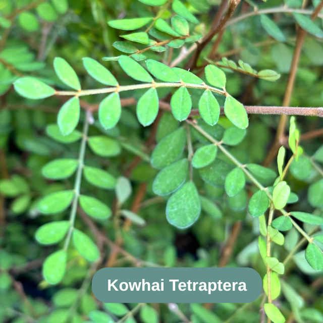 Kongai Tree Kōwhai Tree Gift