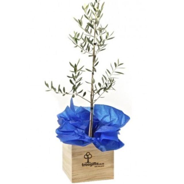 Olive Tree (Tree of Peace) -  Large - Tree Gifts NZ