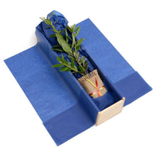 Single Gift Tree