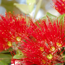 Pōhutukawa Gift