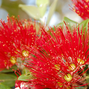 Pōhutukawa Tree Gift