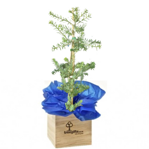 Native Totara Matapouri Blue