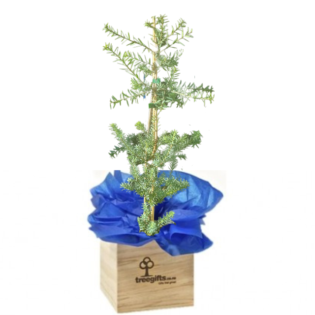 Native Totara Matapouri Blue