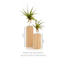 Air Plant Stands & Plants - Tree Gifts NZ