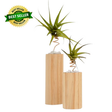 Air Plants & Stands - Tree Gifts NZ