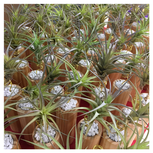 Air Plant Stands & Plants - Tree Gifts NZ