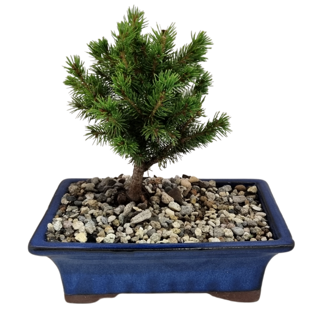 Bonsai White Spruce