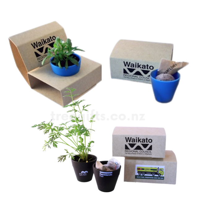Seed Wrap Box - Tree Gifts NZ